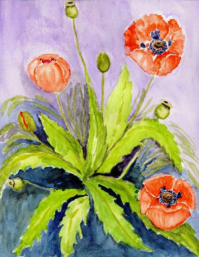 Amapolas